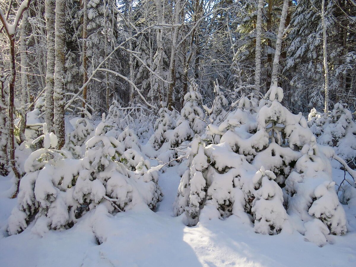 Снежная Адыгея лес
