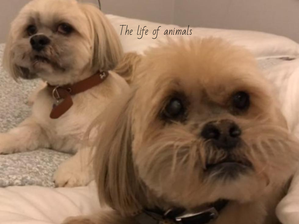 The life of animals