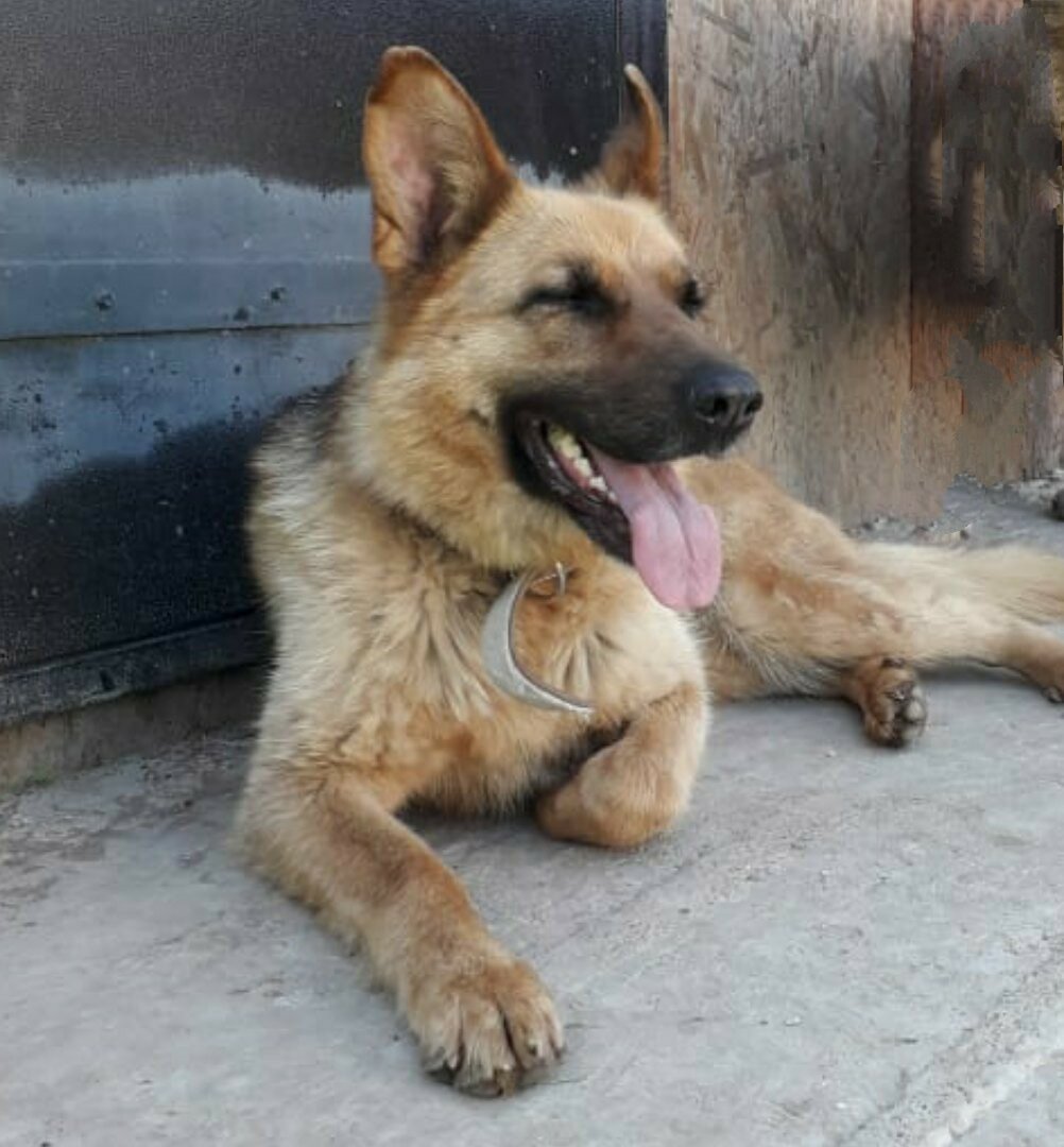 Лаки во всей красе