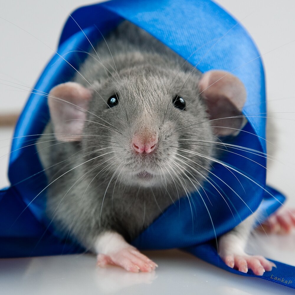 Как сшить крысу — выкройки крысы своими руками из фетра