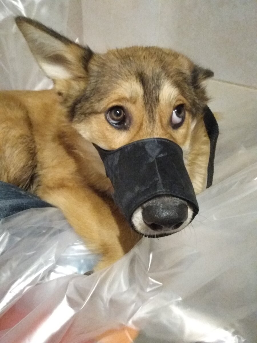 Глаза надежды