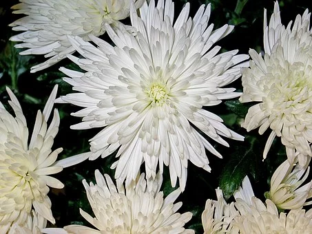  этим подаренным цветам я всегда рада.