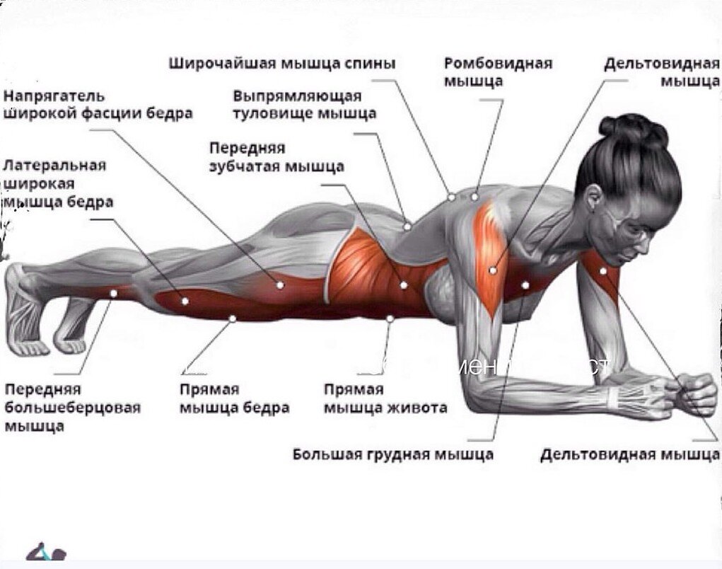 What is планка и почему нельзя в ней долго стоять | Ольга Графф | Дзен