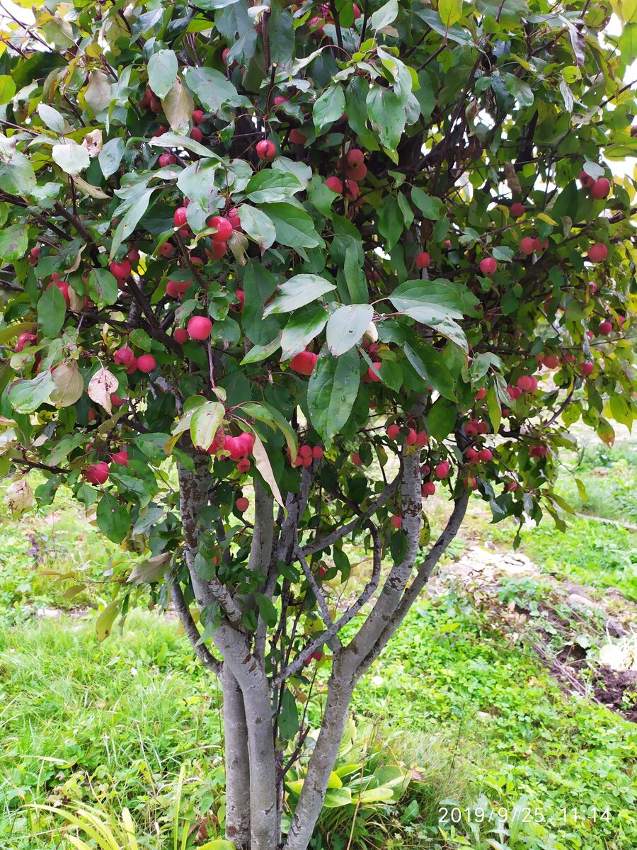 Яблоню стригу шариком