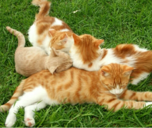 Дисплазия тазобедренного сустава