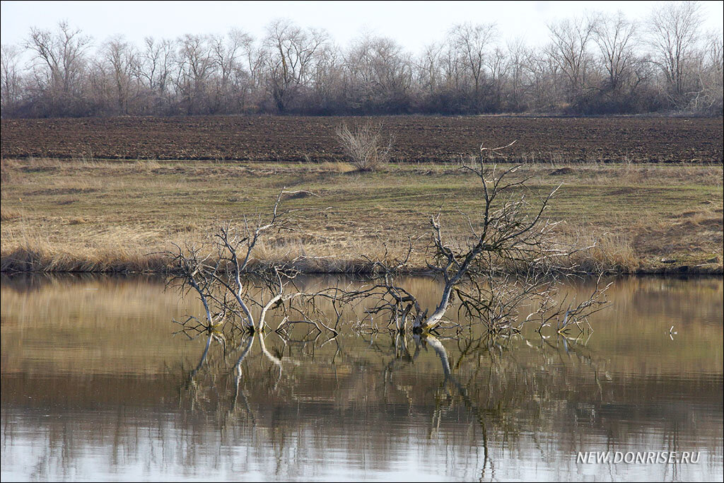 Деревья в воде