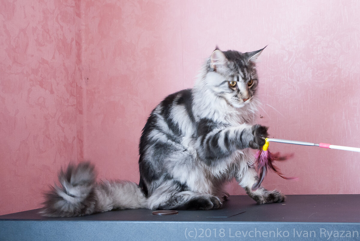 Играющий Мейн кун Герцог