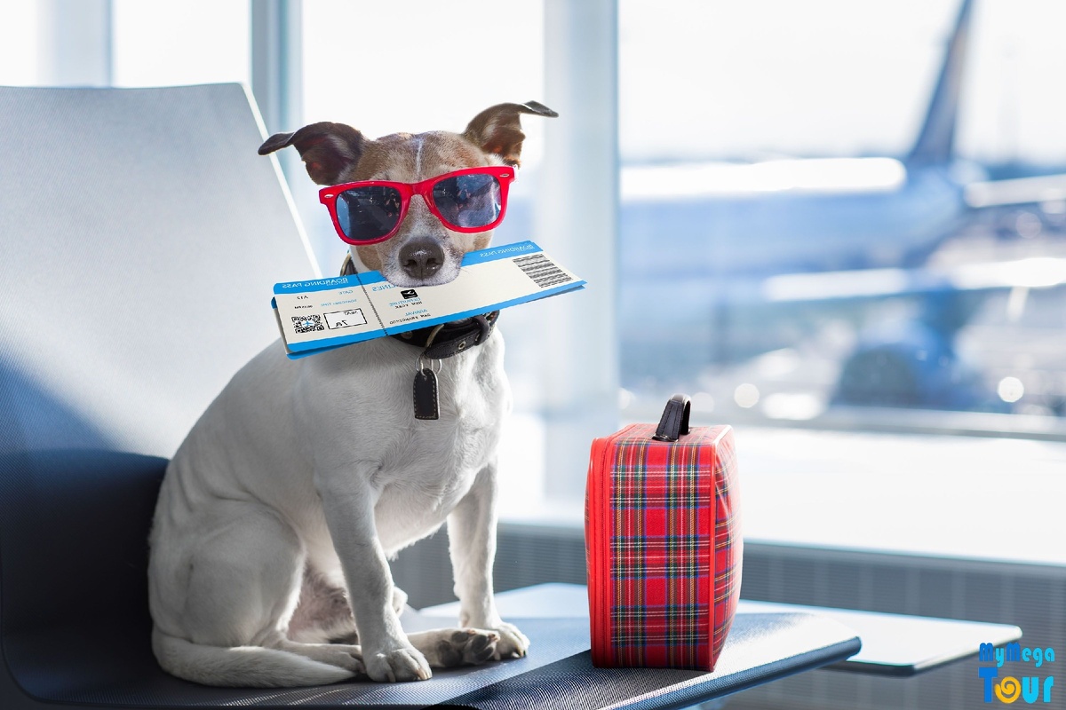 Путешествуйте с питомцами - MyMegaTour