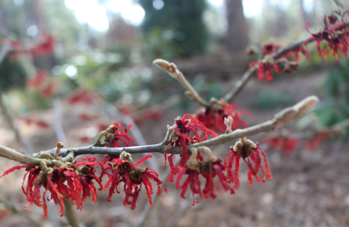 Гамамелис промежуточный "Diane" в моем саду 20 марта 2020 г.