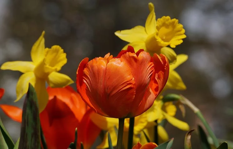 Как продлить цветение нарциссов и тюльпанов и сделать его более пышным