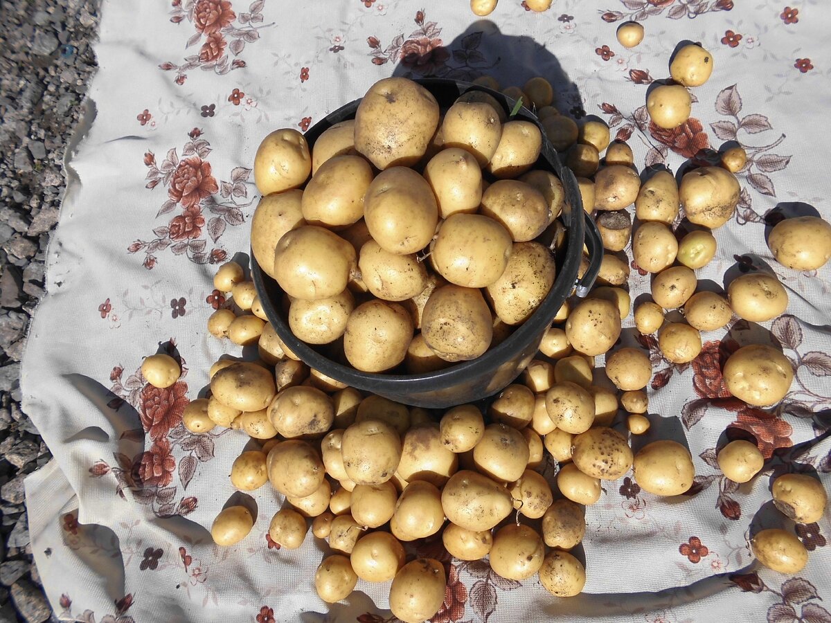 Один из лучших сортов картофеля Адретта. Семенной картофель выращенный из белых ростков.