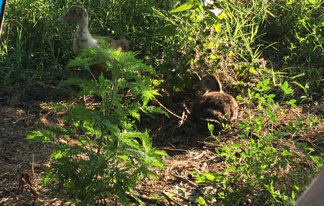 Утята удивлены моим явлением из палатки. фото автора