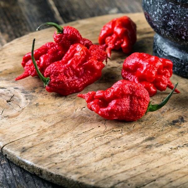 habanero carolina reaper