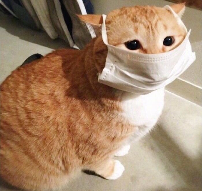 Она отметила, что якобы из-за постоянного контакта с шерстью и слюной домашних питомцев их хозяева более устойчивы к различным патогенам.