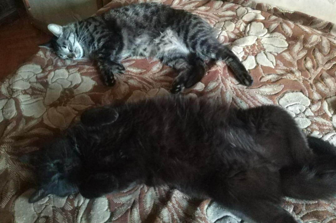 Редкий случай, обычно спали они порознь