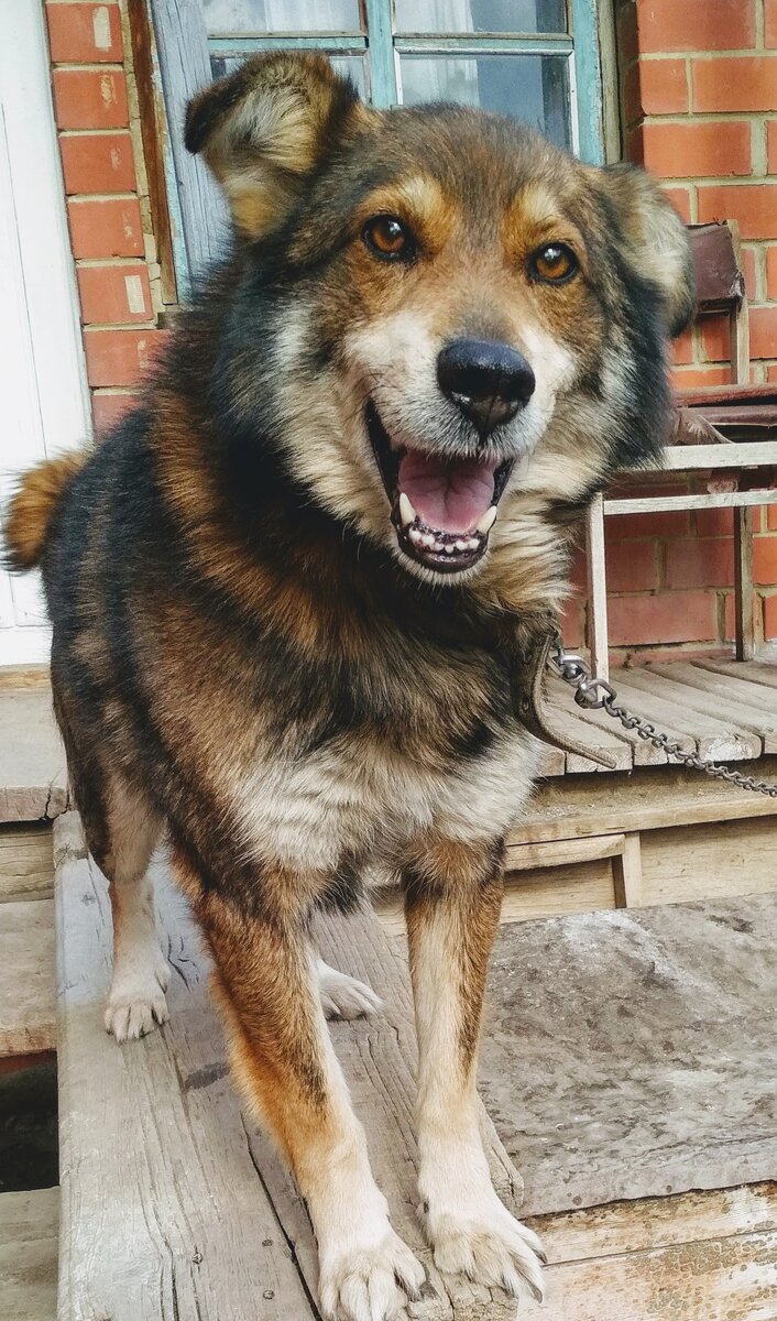 Шарик. Он может и не слишком умён. Зато любит нас без всяких оговорок, просто так. И мы его тоже.