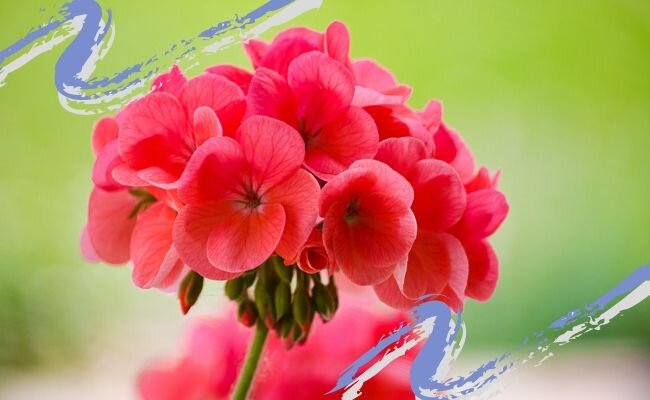 Getty Images Pro / Canva.com