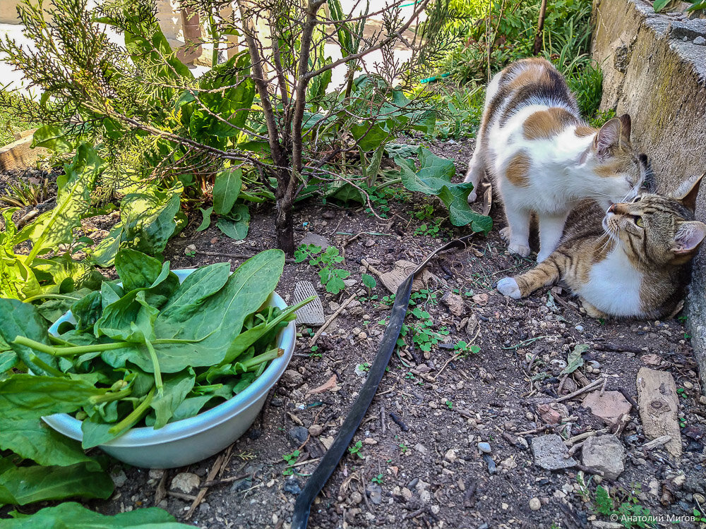 Коты спасают город. Спасли кота. Коты в походе. Котик в походе. Его увлеченье трава и спасать котиков.