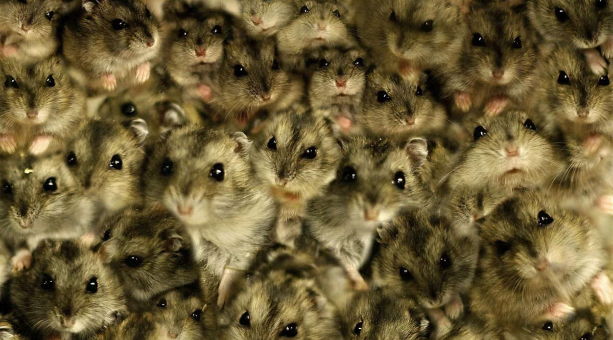 Вот они - самостоятельные и независимые эксперты общественных мнений...