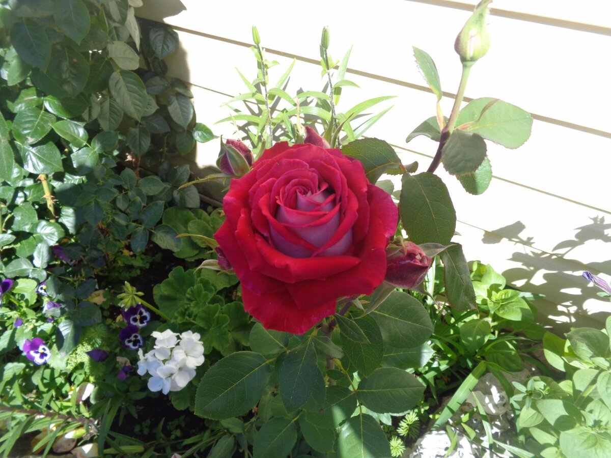 Лето: цветут розы