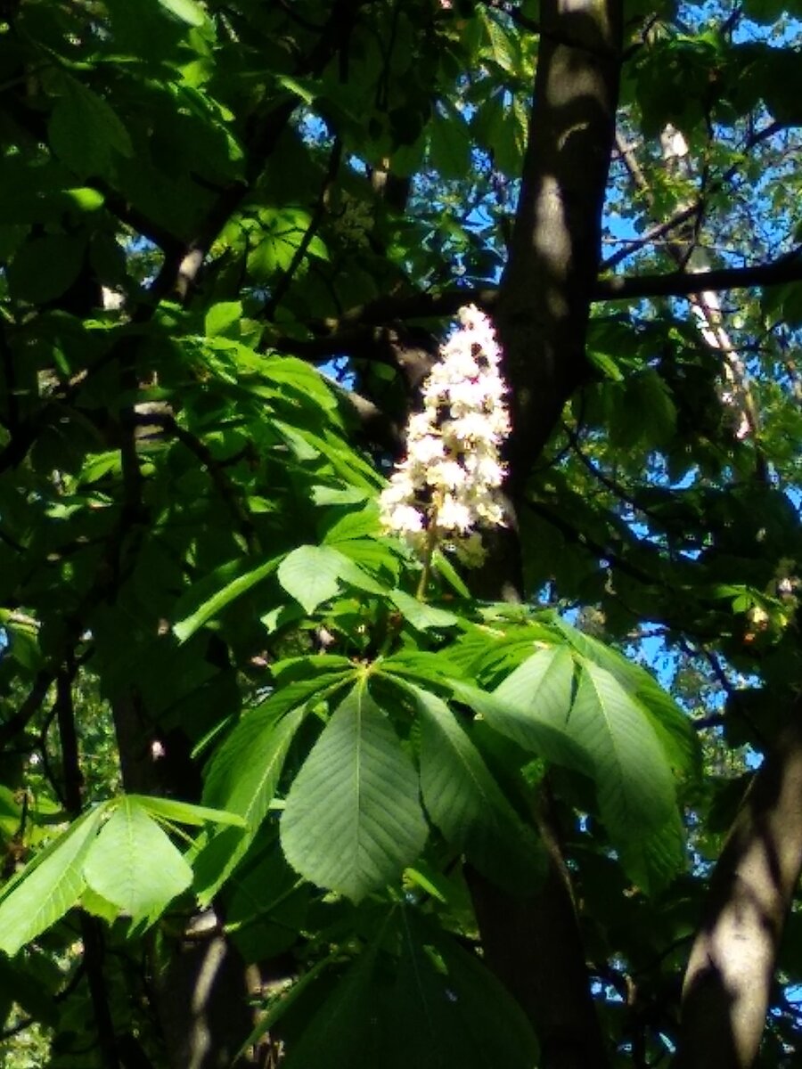 Гуляла рядом с домом, у нас тут много каштанов высажено, огромные такие во  дворах - фото автора
