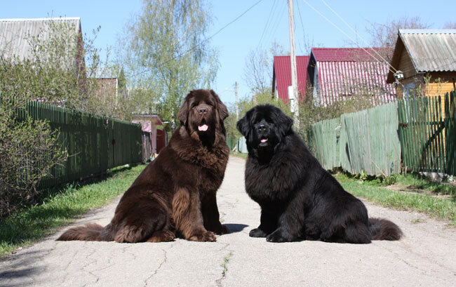 Самая большие собаки в мире: как они выглядят? | Interest in the World! |  Дзен