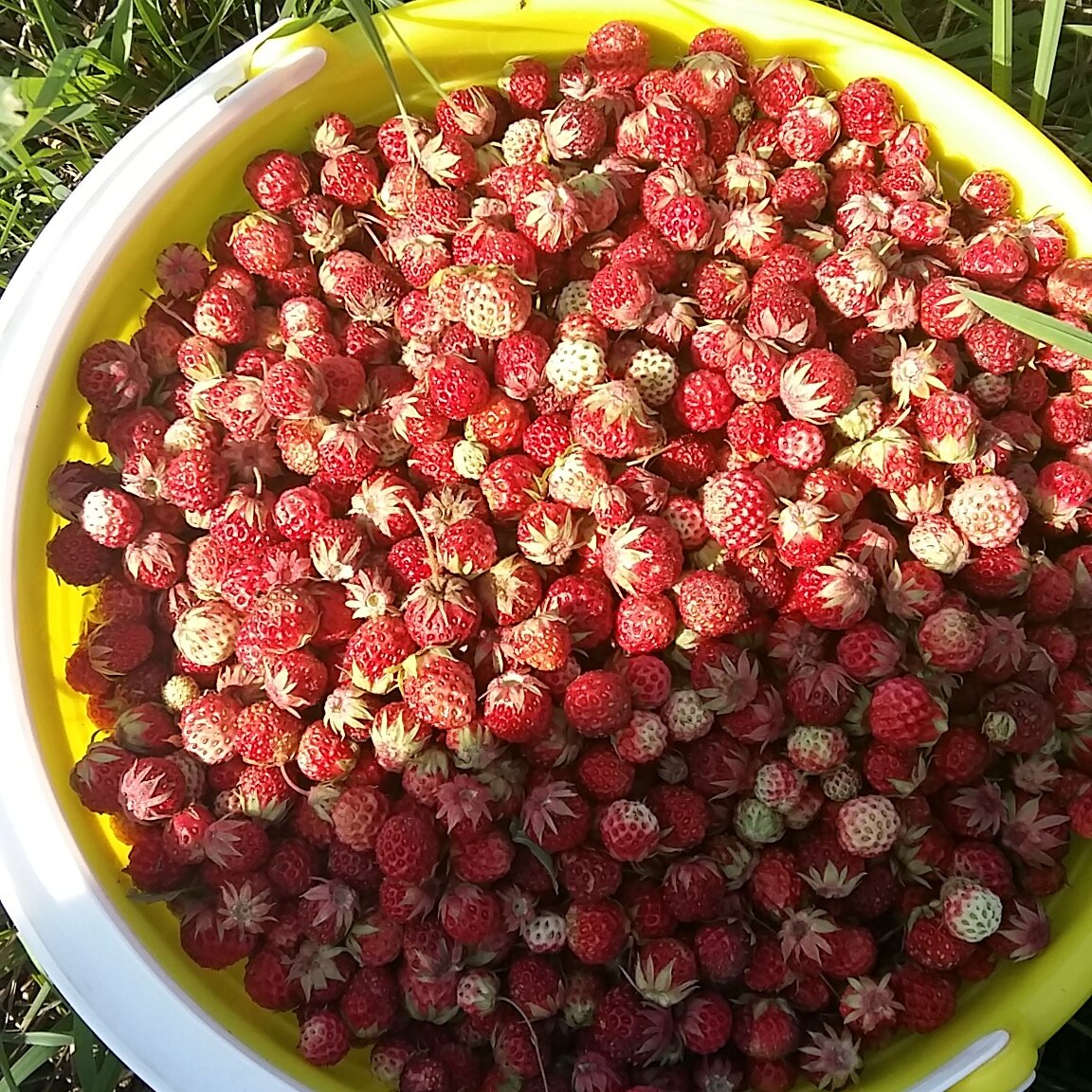 Клубника Лесная, Полуница