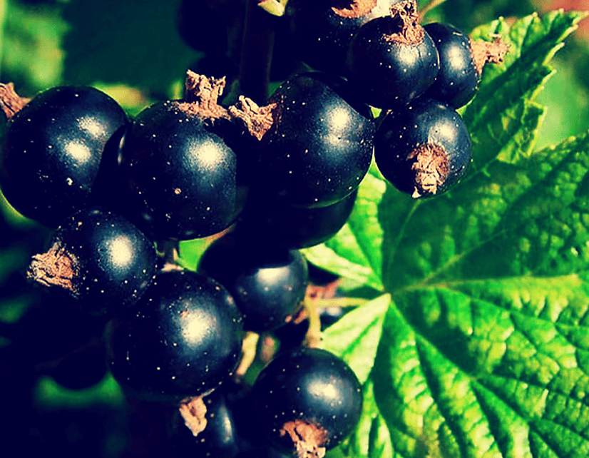 Крупная и вкусная смородина.