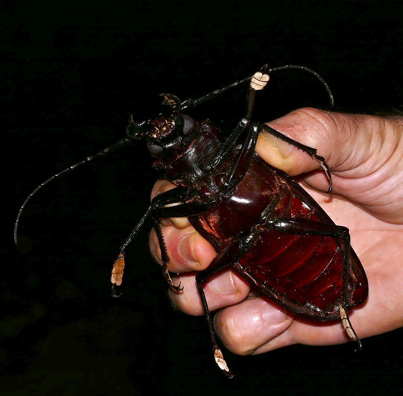 Самый крупный жук в мире. Жук-усач Titanus giganteus (Cerambycidae). Titan Beetle. ТИТАНУС. Жук ТИТАНУС на руке правдоподобно.