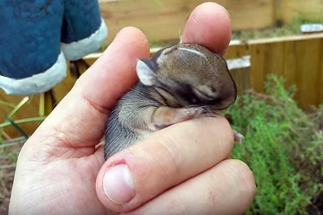 Что можно маленьким кроликам. Маленькие кролики. Кролики маленькие домашние. Новорожденные крольчата. Маленькие крольчата Новорожденные.