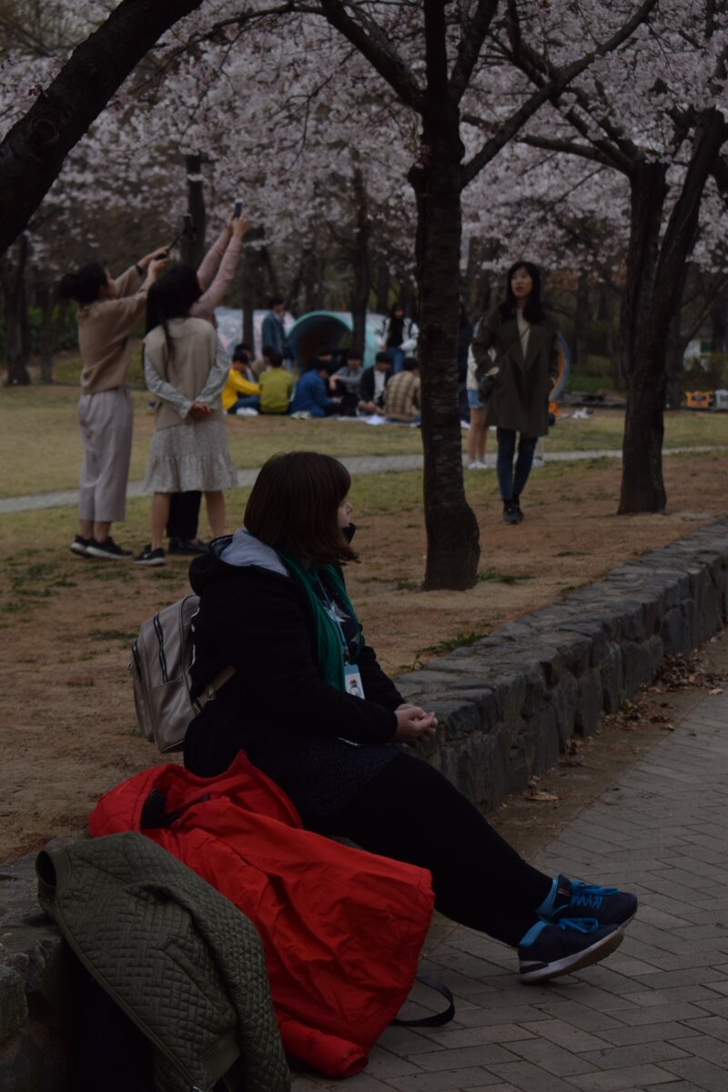 Рядом кореянки фотографируются на фоне цветущей вишни, а я погружена в мысли об экзамене