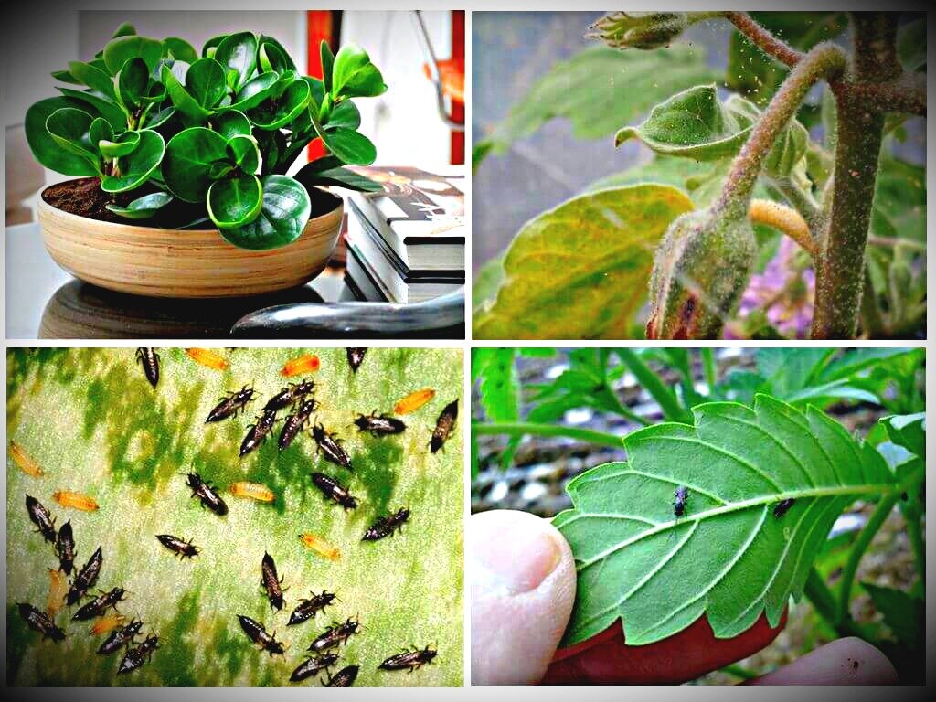 7 хитростей для растений в холодную погоду