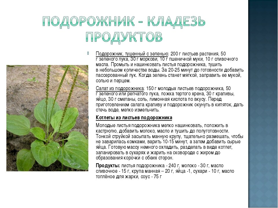 Диалог подорожника и крапивы. Подорожник карта тарифы. Подорожник лекарственное растение. Как пользоваться подорожником. Подорожник применение.