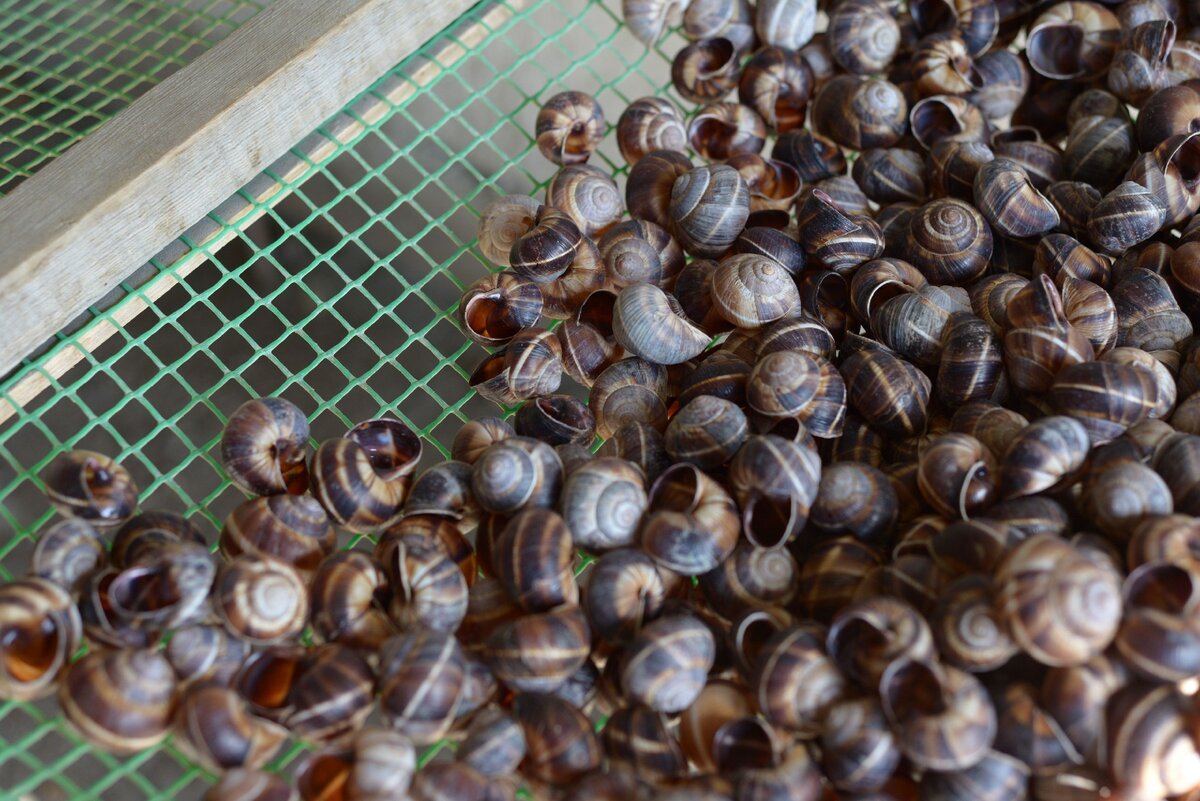 Улиточная ферма