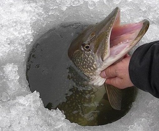 Щука водится во многих наших водоемах. Бывалые рыбаки знают много историй о силе хищницы ее прыткости, упорстве. 