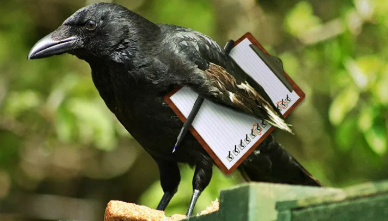 Вороны — самые умные птицы | Поиск пропавших животных | Дзен