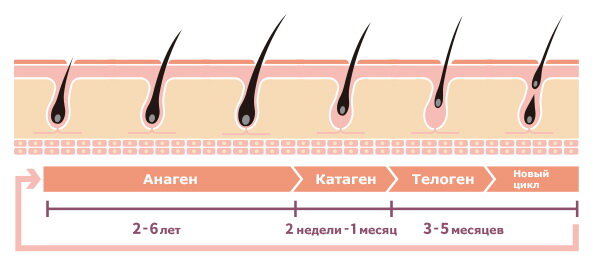 Цикл роста волос