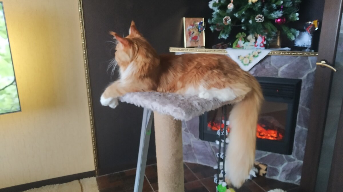 Мейн кун Стëпа. 