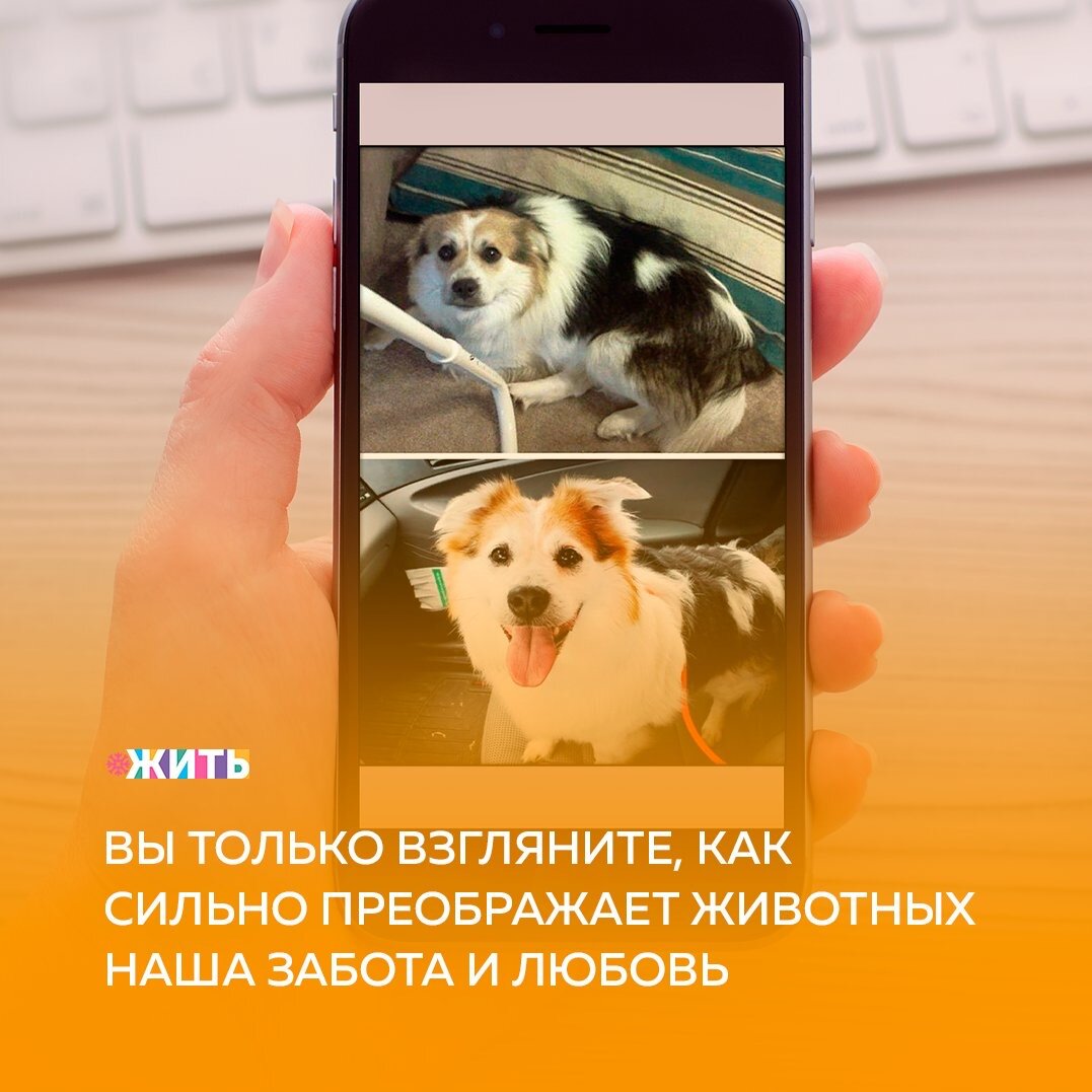 Были ли у Вас когда-либо домашние животные, которые наполняли Ваш дом беззаботностью, весельем и радостью, не ожидая ничего взамен?

Тогда Вы понимаете, что это такое - любить безусловно и всем сердцем своего четырехлапого друга и получать это взамен, проводить дни в ожидании вечера, чтобы потрепать его за ухо☺️

Именно домашние животные нам преданы и верны в любое время и при любых условиях😌

Сегодня мы решили показать Вам как меняются животные, которые обрели свой дом и своего друга❤️

Как Вы встретили своего четвероногого друга? Поделитесь с нами этой историей🙌

#жить #проектжить