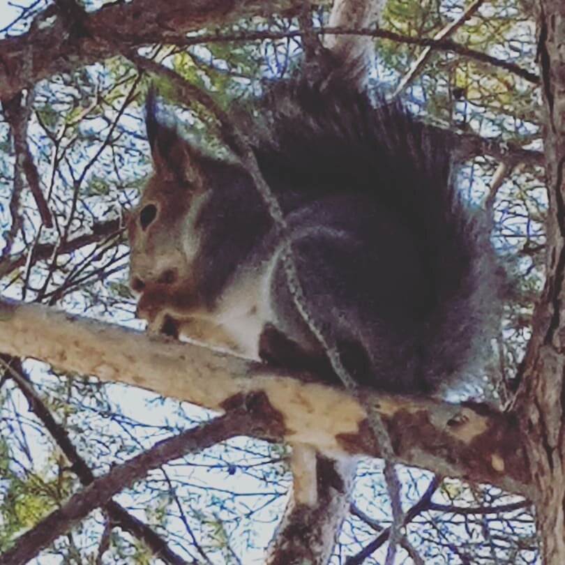 Кормим белочек