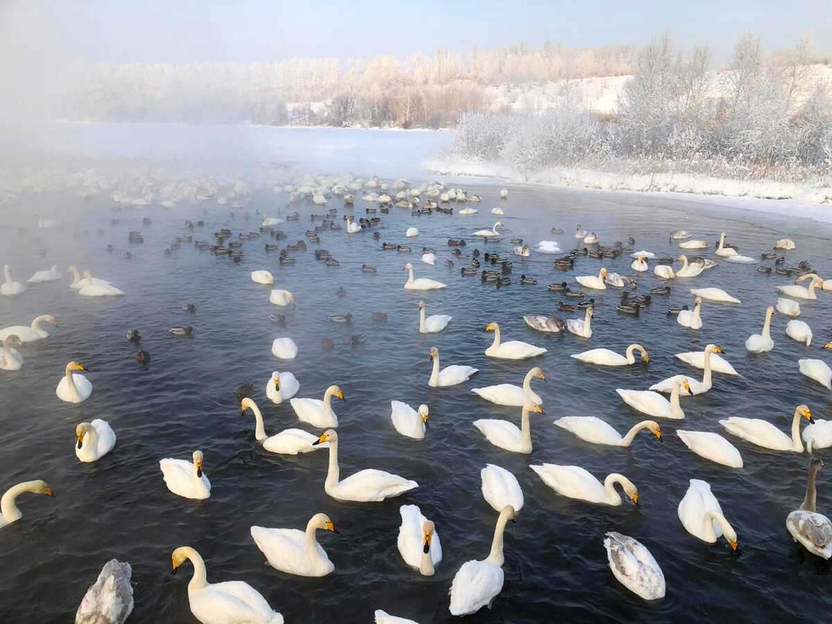 Светлое озеро в Новосибирской