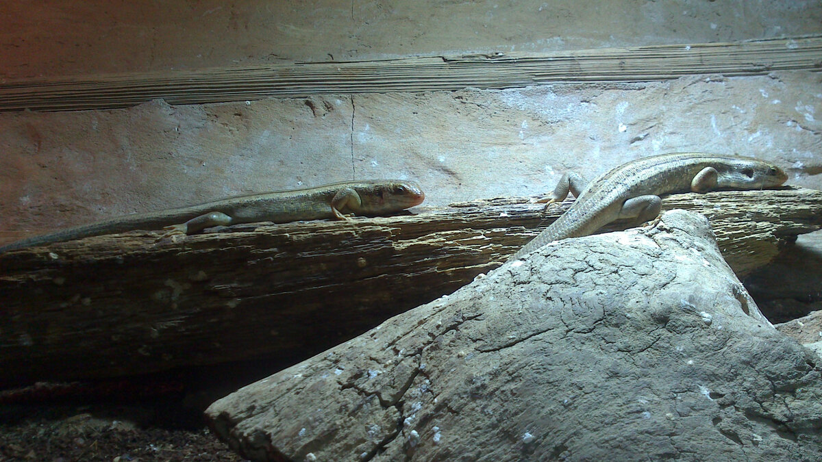 Эти обитатели террариума мне не известны 