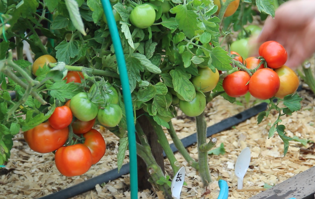 Подготовка теплицы к выращиванию томатов