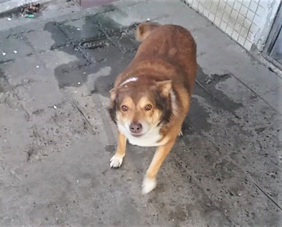 Рыжий возле подъезда