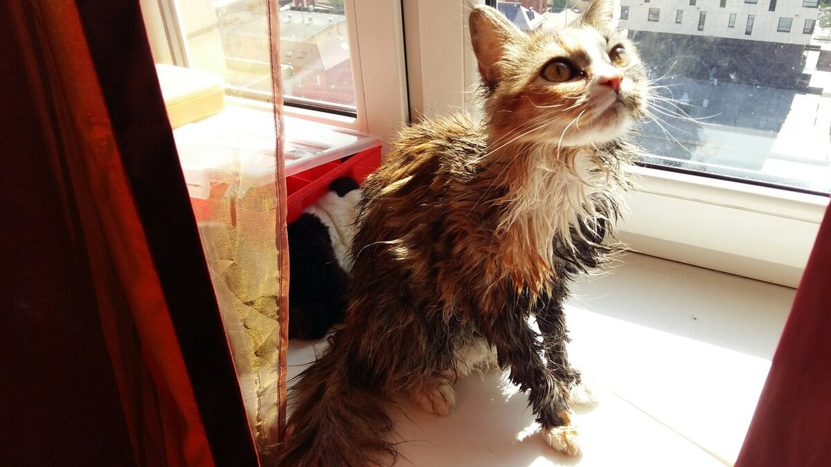 Котейка здорова. Помыли только что!