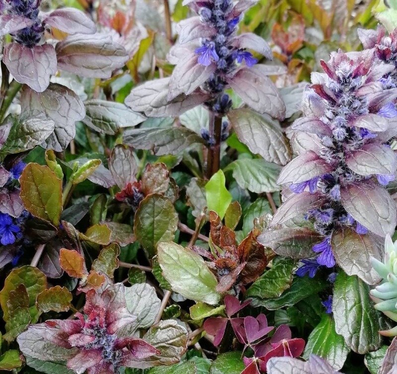 Источник фото https://www.instagram.com/p/CFMjkYEAKRR/