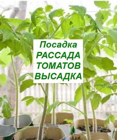 высадка рассады помидоров
