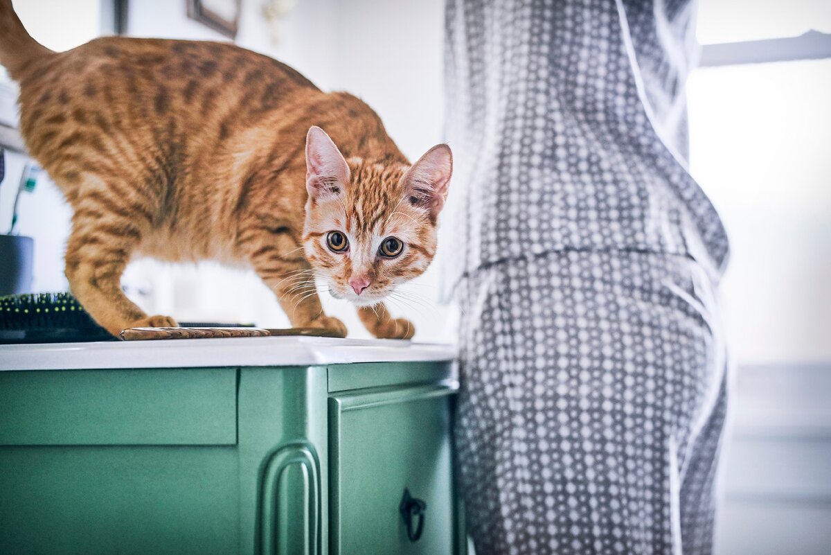 Кот метит в квартире: зачем он это делает и что делать хозяевам | Hills:  наука о питомцах | Дзен