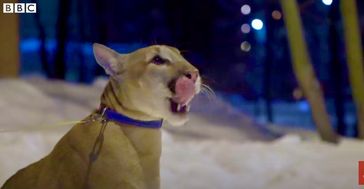 Пума Геркулес, скриншот с репортажа «BBC News–Русская служба новостей»