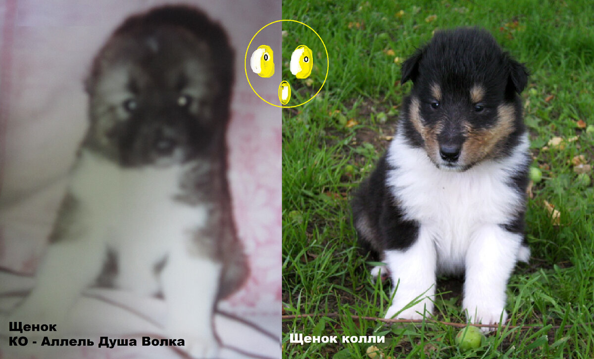 Ладно, может и не очень. Но на кавказа Аллелька точно не смахивала 😁